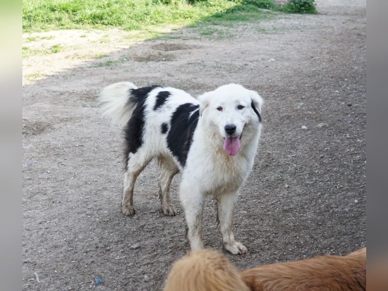 Canja, geb. ca. 08/2022, lebt in GRIECHENLAND, im städt. Tierheim Serres