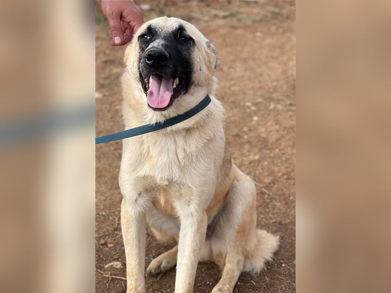 Romero, geb. ca. 12/2021, lebt in GRIECHENLAND, auf einem Gelände, auf dem die Hunde notdürftig vers