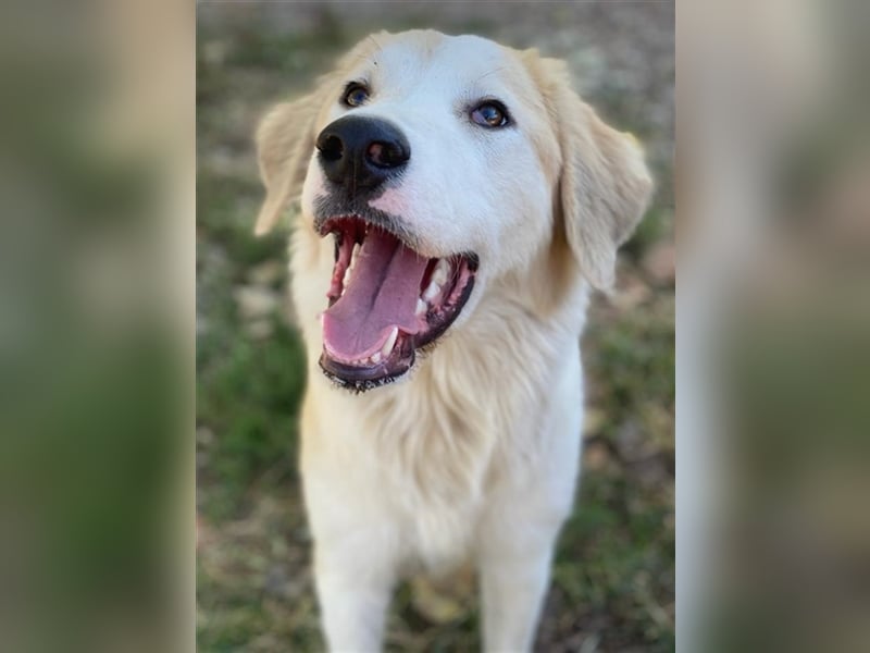 Buddy, geb. ca. 01/2022, lebt in GRIECHENLAND, im städt. Tierheim Serres