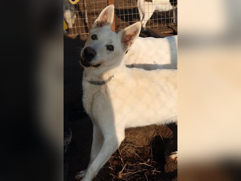 Luuk, geb. ca. 12/2018, lebt in GRIECHENLAND, im städt. Tierheim Serres