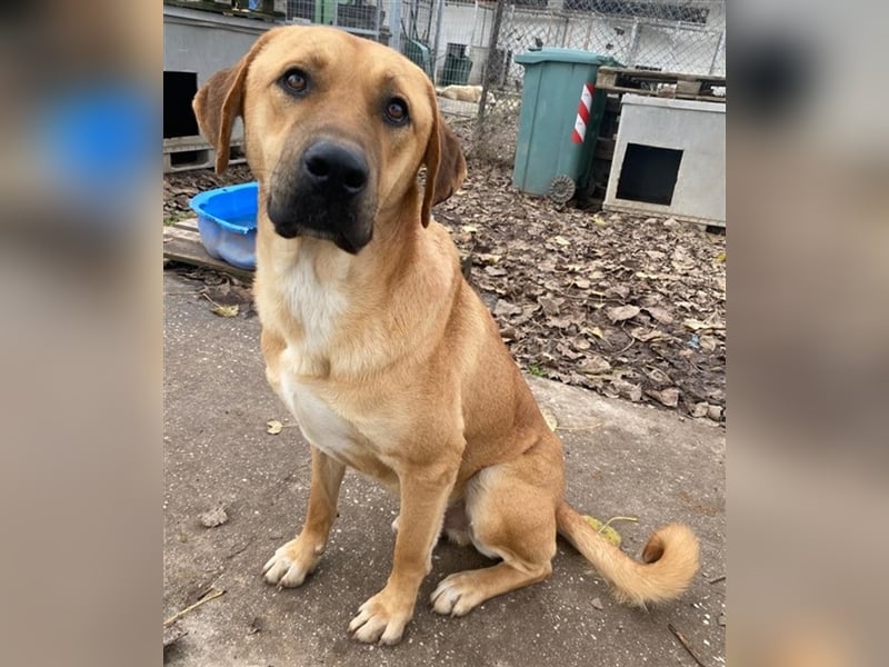 Nobu, geb. ca. 04/2021, lebt in GRIECHENLAND, im städt. Tierheim Serres