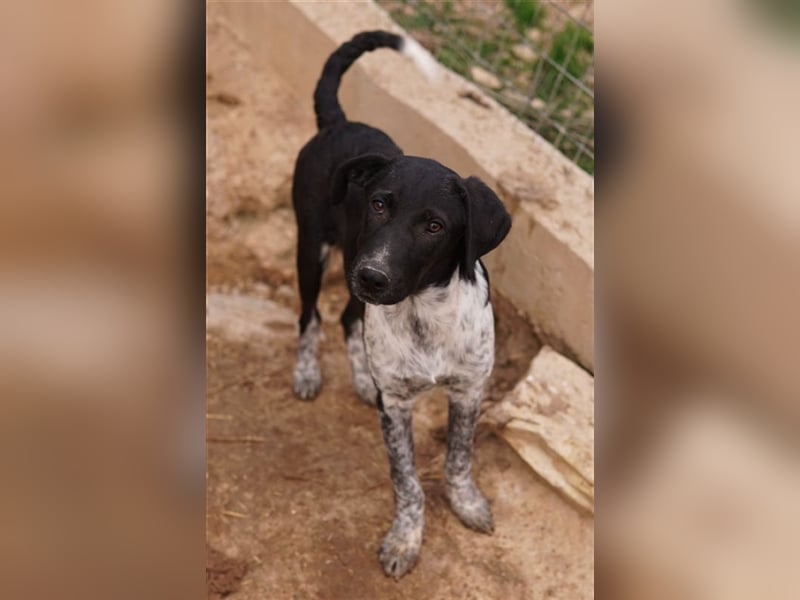 Tinu, geb. ca. 07/2023, lebt in GRIECHENLAND, im städt. Tierheim Serres