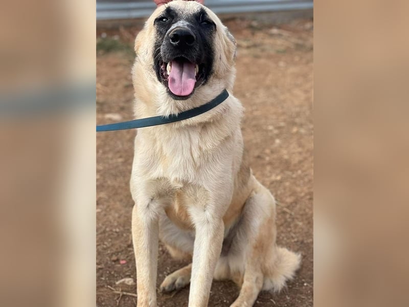 Romero, geb. ca. 12/2021, lebt in GRIECHENLAND, auf einem Gelände, auf dem die Hunde notdürftig vers