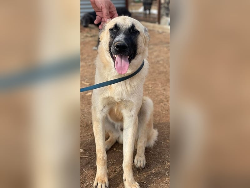 Romero, geb. ca. 12/2021, lebt in GRIECHENLAND, auf einem Gelände, auf dem die Hunde notdürftig vers