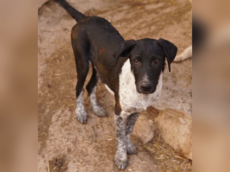 Tinu, geb. ca. 07/2023, lebt in GRIECHENLAND, im städt. Tierheim Serres