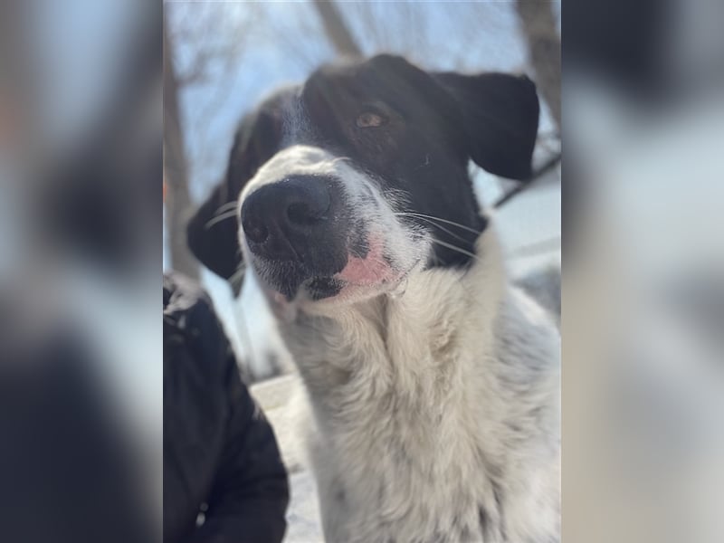 Kniffel, geb. ca. 03/2021, lebt in GRIECHENLAND, im städt. Tierheim Serres