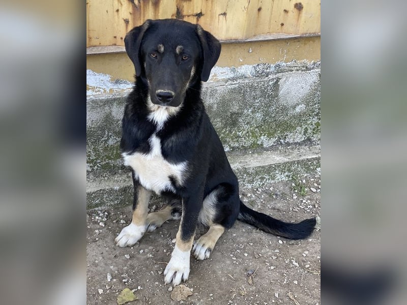 Kuno, geb. ca. 11/2023, lebt in GRIECHENLAND, im städt. Tierheim Serres