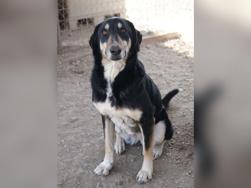 Venia, geb. ca. 07/2021, lebt in GRIECHENLAND, auf einer privaten Pflegestelle