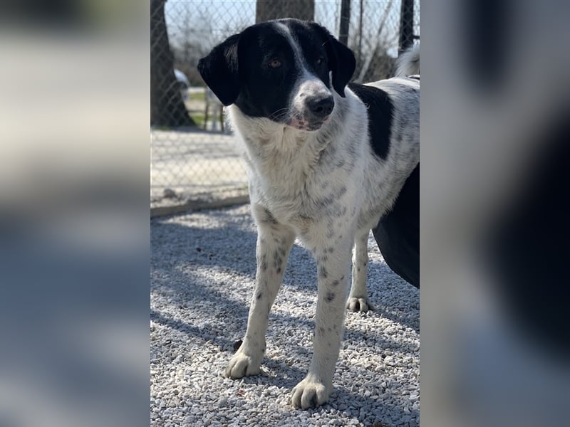 Kniffel, geb. ca. 03/2021, lebt in GRIECHENLAND, im städt. Tierheim Serres