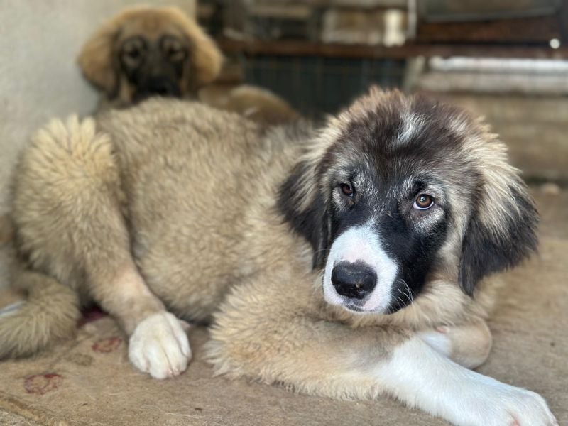 Smilla, geb. ca. 02/2026, lebt in GRIECHENLAND, im städt. Tierheim Serres