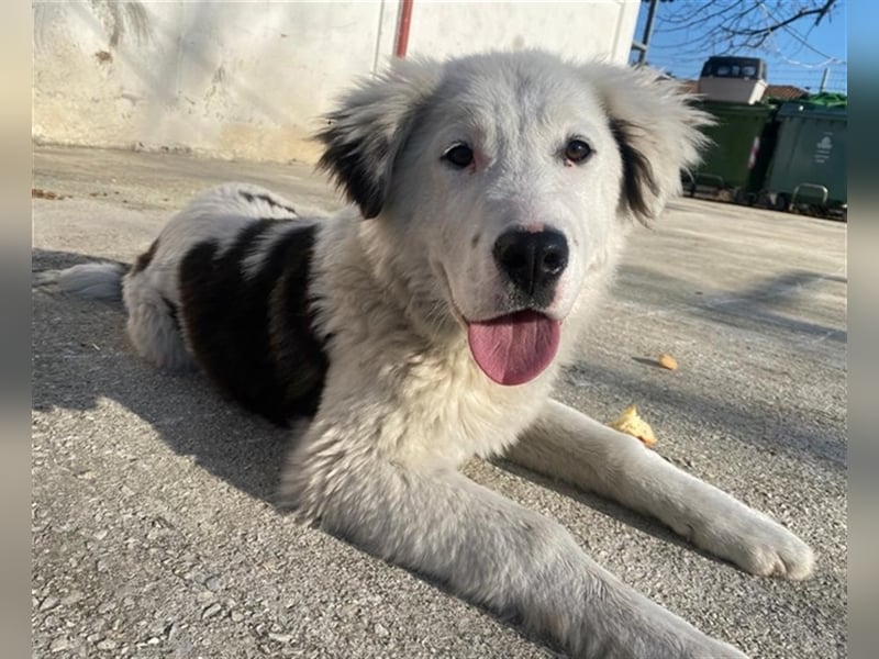 Canja, geb. ca. 08/2022, lebt in GRIECHENLAND, im städt. Tierheim Serres