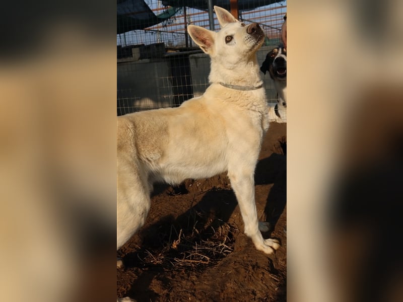 Luuk, geb. ca. 12/2018, lebt in GRIECHENLAND, im städt. Tierheim Serres