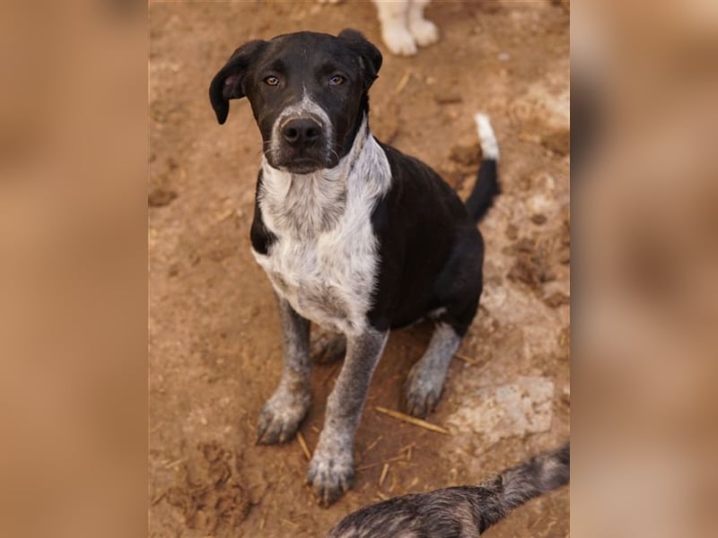 Wilson, geb. ca. 07/2023, lebt in GRIECHENLAND, im städt. Tierheim Serres