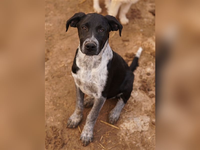 Wilson, geb. ca. 07/2023, lebt in GRIECHENLAND, im städt. Tierheim Serres