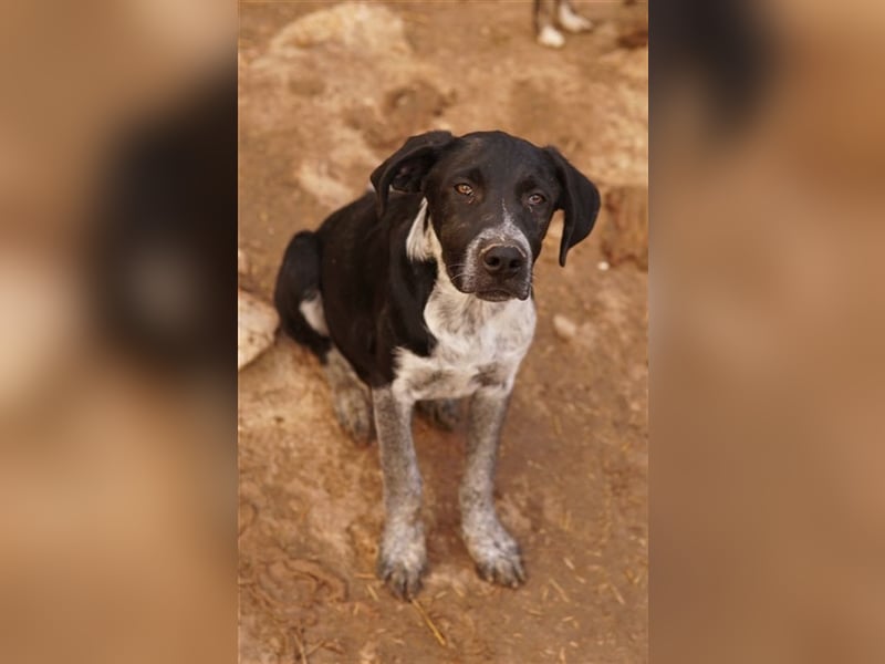 Wilson, geb. ca. 07/2023, lebt in GRIECHENLAND, im städt. Tierheim Serres