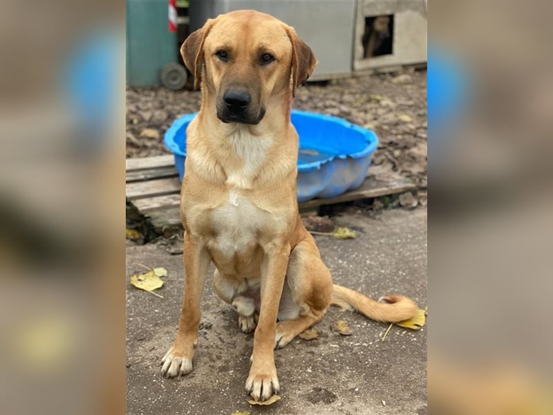 Nobu, geb. ca. 04/2021, lebt in GRIECHENLAND, im städt. Tierheim Serres