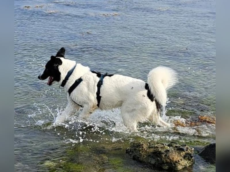 Vermittlungshilfe für Sweety, geb. ca. 11/2021, lebt in einer Familie in 59423 Unna