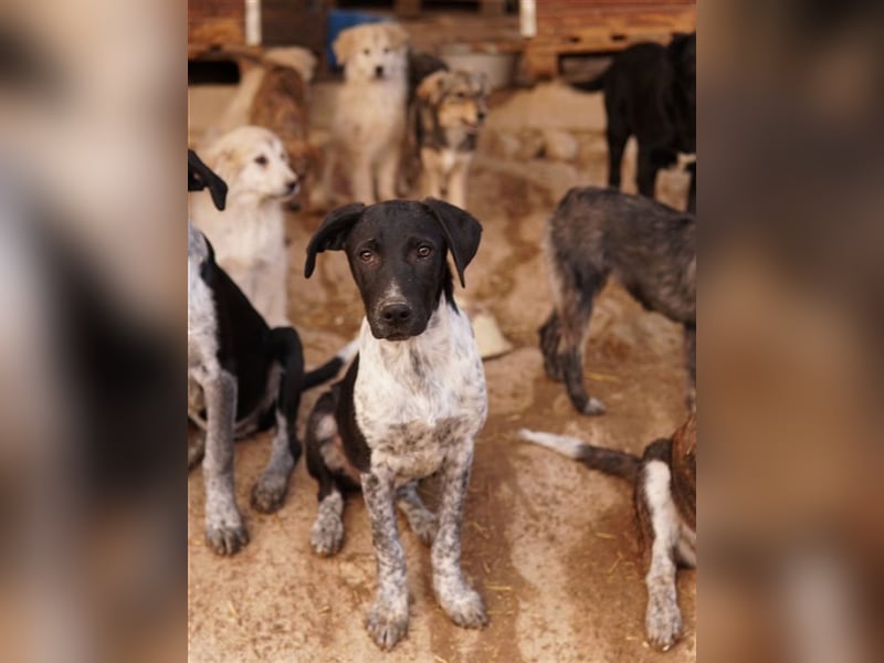 Tinu, geb. ca. 07/2023, lebt in GRIECHENLAND, im städt. Tierheim Serres