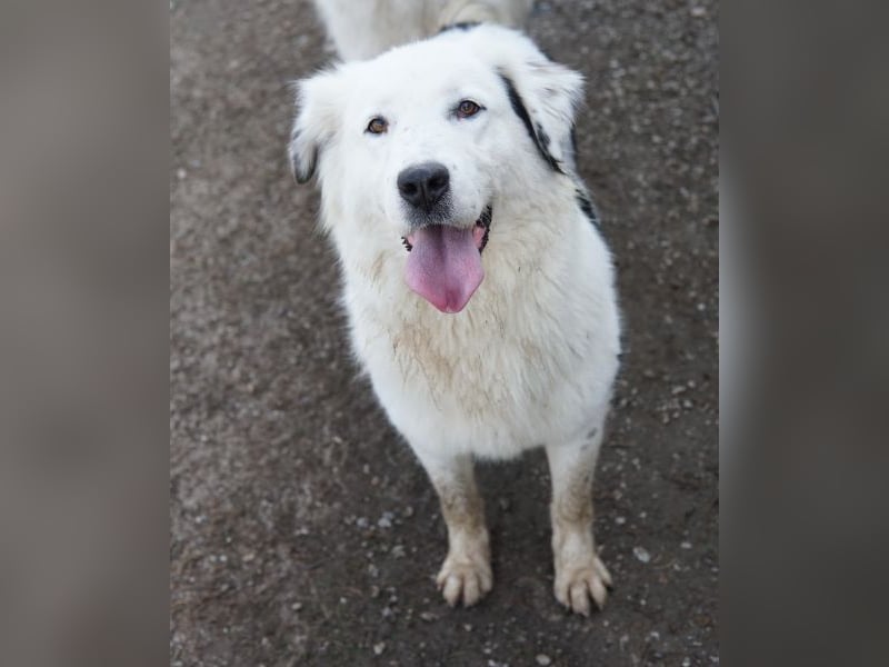 Canja, geb. ca. 08/2022, lebt in GRIECHENLAND, im städt. Tierheim Serres