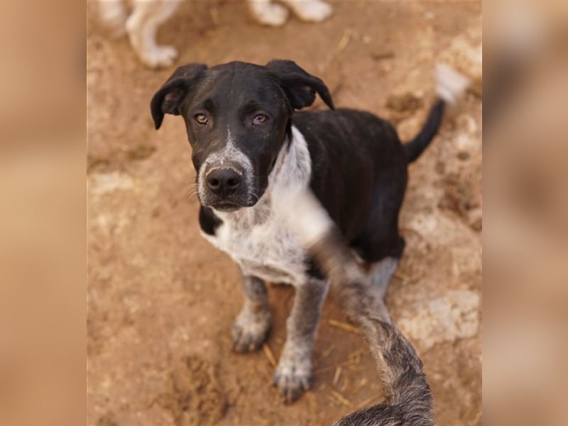 Wilson, geb. ca. 07/2023, lebt in GRIECHENLAND, im städt. Tierheim Serres