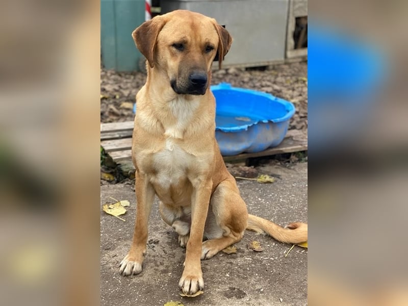 Nobu, geb. ca. 04/2021, lebt in GRIECHENLAND, im städt. Tierheim Serres