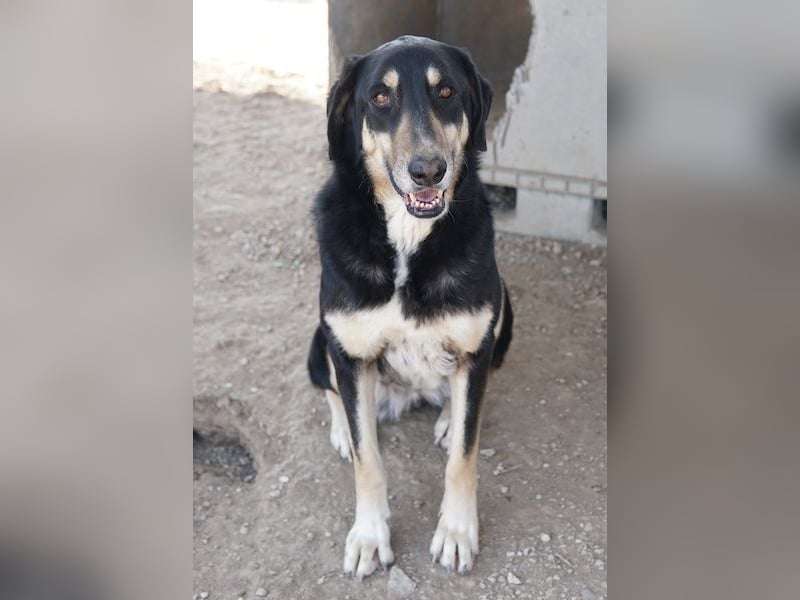 Venia, geb. ca. 07/2021, lebt in GRIECHENLAND, auf einer privaten Pflegestelle