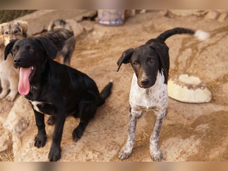 Tinu, geb. ca. 07/2023, lebt in GRIECHENLAND, im städt. Tierheim Serres