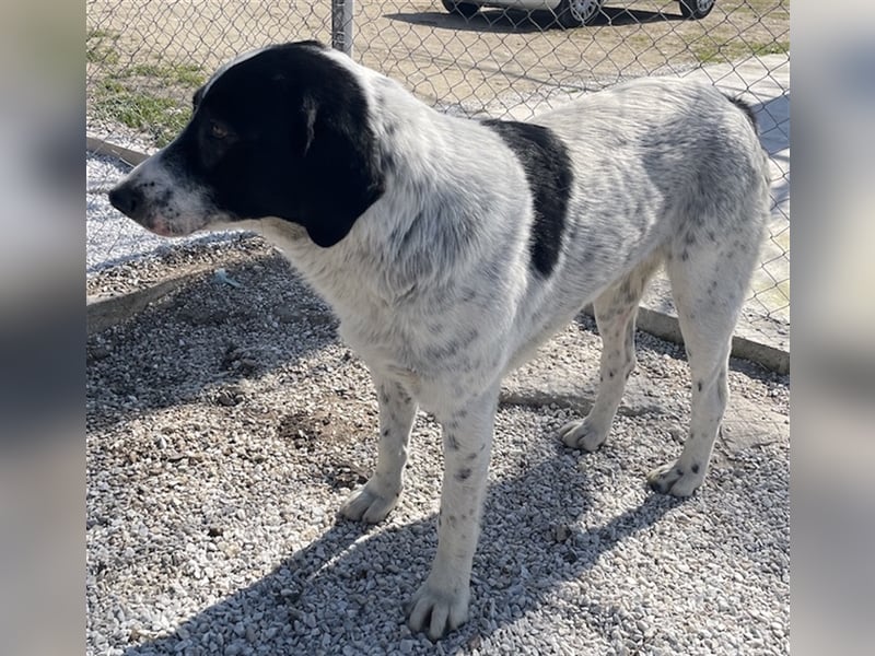 Kniffel, geb. ca. 03/2021, lebt in GRIECHENLAND, im städt. Tierheim Serres