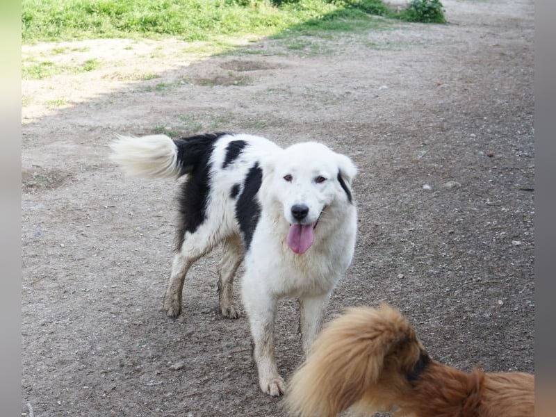 Canja, geb. ca. 08/2022, lebt in GRIECHENLAND, im städt. Tierheim Serres