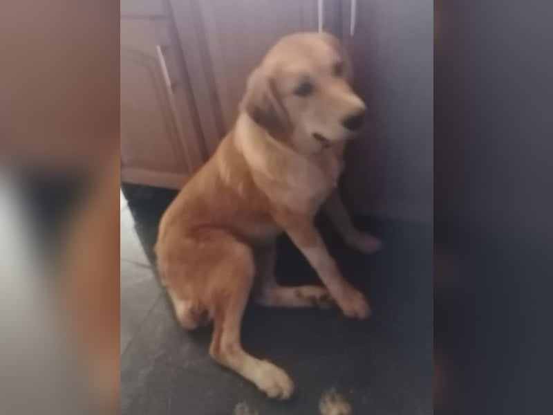 Idis, geb. ca. 12/2023, lebt in GRIECHENLAND, auf einer privaten Pflegestelle