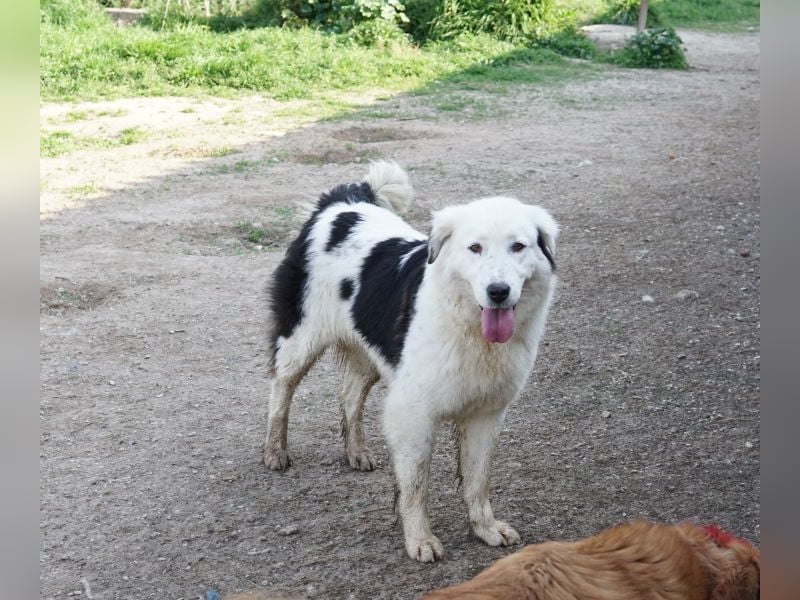 Canja, geb. ca. 08/2022, lebt in GRIECHENLAND, im städt. Tierheim Serres