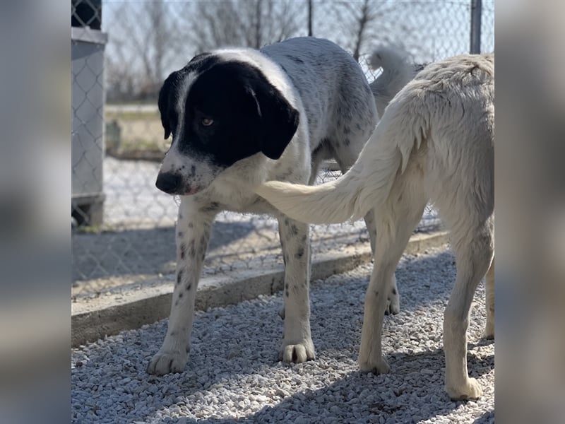 Kniffel, geb. ca. 03/2021, lebt in GRIECHENLAND, im städt. Tierheim Serres