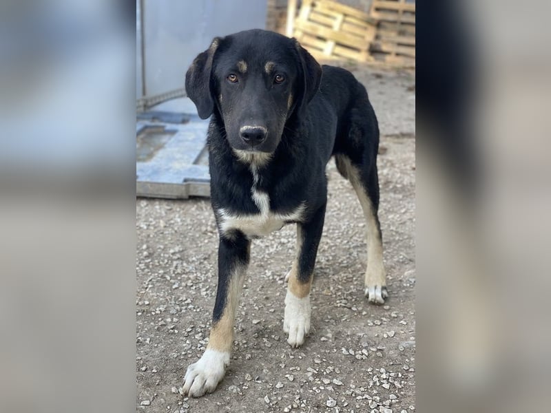 Kuno, geb. ca. 11/2023, lebt in GRIECHENLAND, im städt. Tierheim Serres