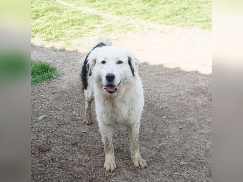 Canja, geb. ca. 08/2022, lebt in GRIECHENLAND, im städt. Tierheim Serres