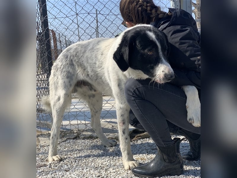 Kniffel, geb. ca. 03/2021, lebt in GRIECHENLAND, im städt. Tierheim Serres