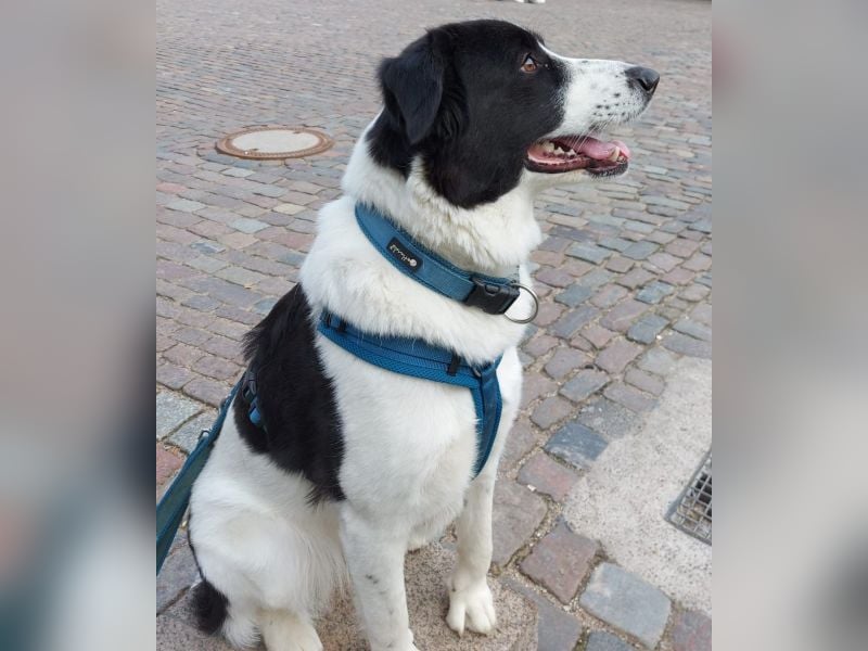 Vermittlungshilfe für Sweety, geb. ca. 11/2021, lebt in einer Familie in 59423 Unna