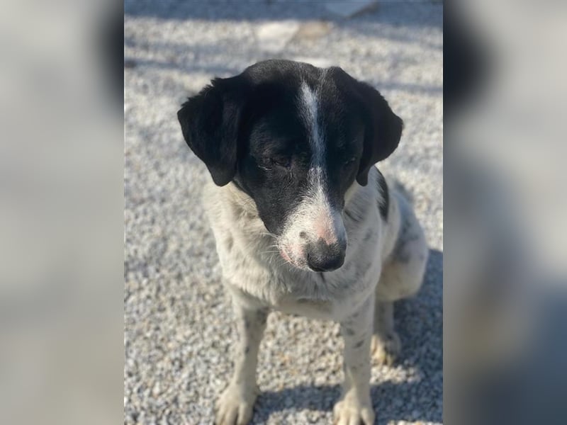 Kniffel, geb. ca. 03/2021, lebt in GRIECHENLAND, im städt. Tierheim Serres