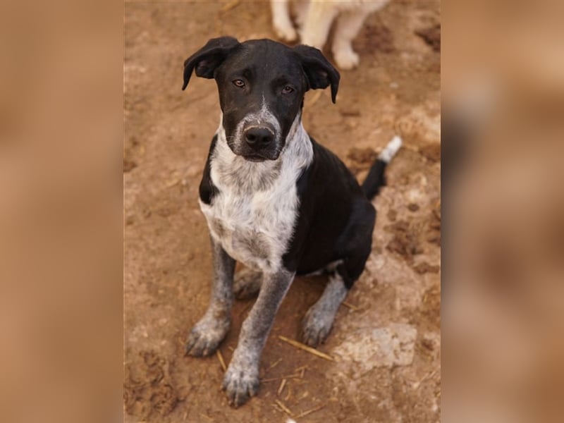 Wilson, geb. ca. 07/2023, lebt in GRIECHENLAND, im städt. Tierheim Serres