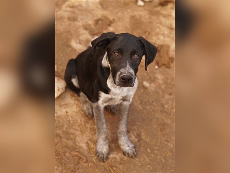 Wilson, geb. ca. 07/2023, lebt in GRIECHENLAND, im städt. Tierheim Serres