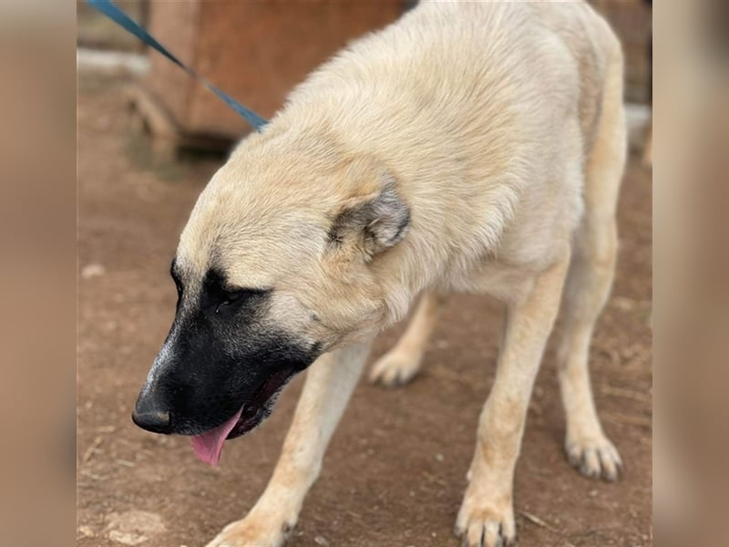 Romero, geb. ca. 12/2021, lebt in GRIECHENLAND, auf einem Gelände, auf dem die Hunde notdürftig vers