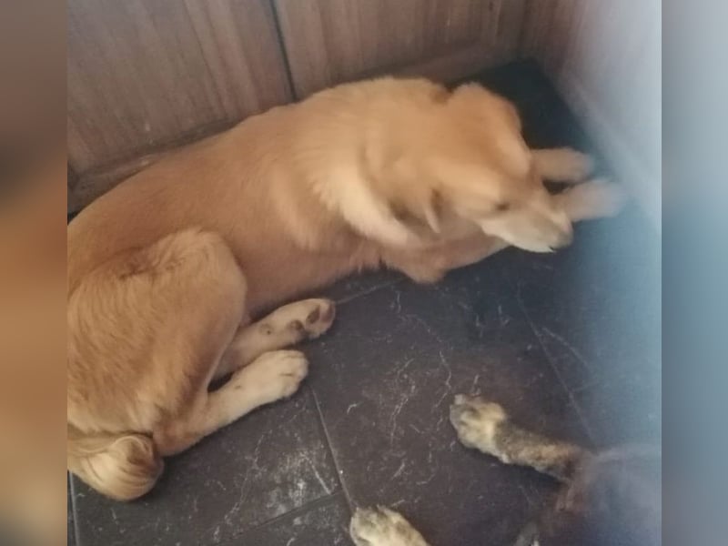 Idis, geb. ca. 12/2023, lebt in GRIECHENLAND, auf einer privaten Pflegestelle