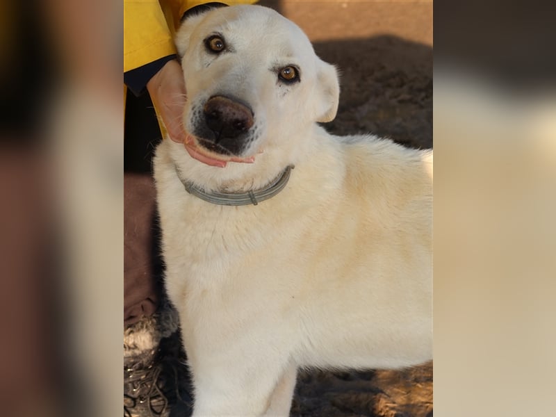 Luuk, geb. ca. 12/2018, lebt in GRIECHENLAND, im städt. Tierheim Serres