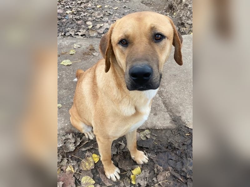 Nobu, geb. ca. 04/2021, lebt in GRIECHENLAND, im städt. Tierheim Serres