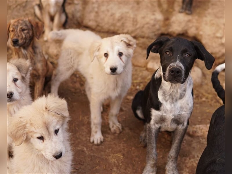 Wilson, geb. ca. 07/2023, lebt in GRIECHENLAND, im städt. Tierheim Serres