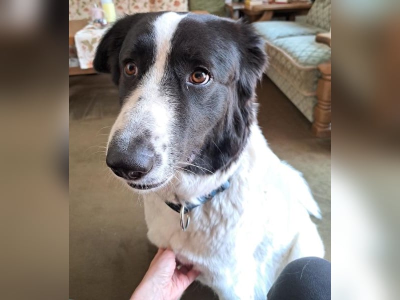 Vermittlungshilfe für Sweety, geb. ca. 11/2021, lebt in einer Familie in 59423 Unna