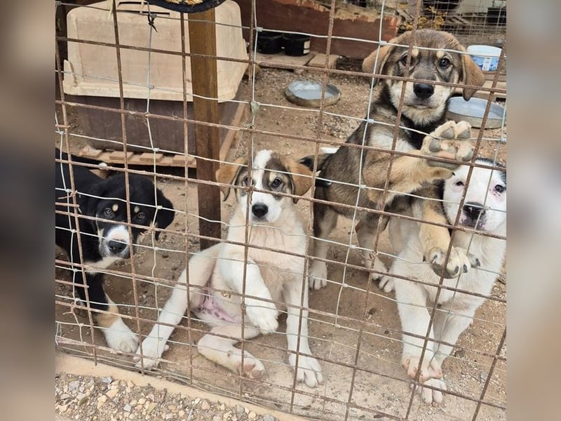 Mika - auf mich hast Du doch gewartet!?