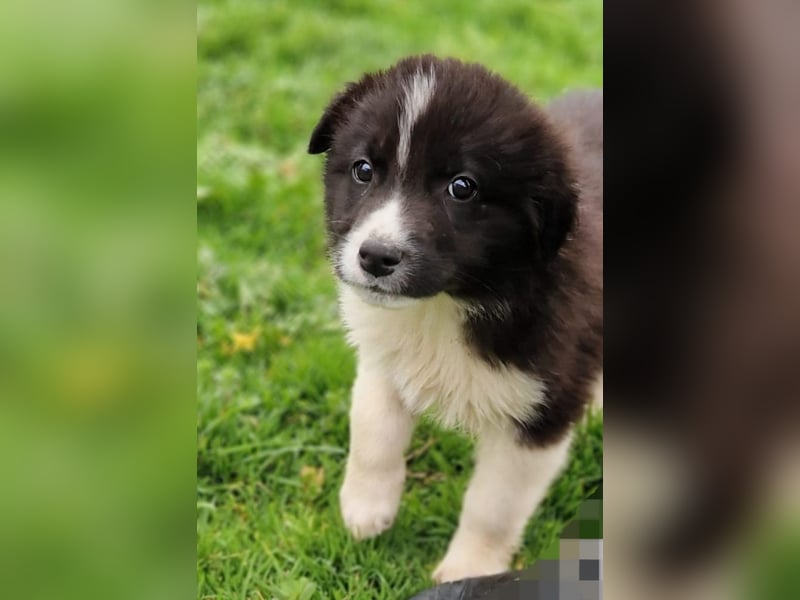 Dush - eines unserer Regenbabys