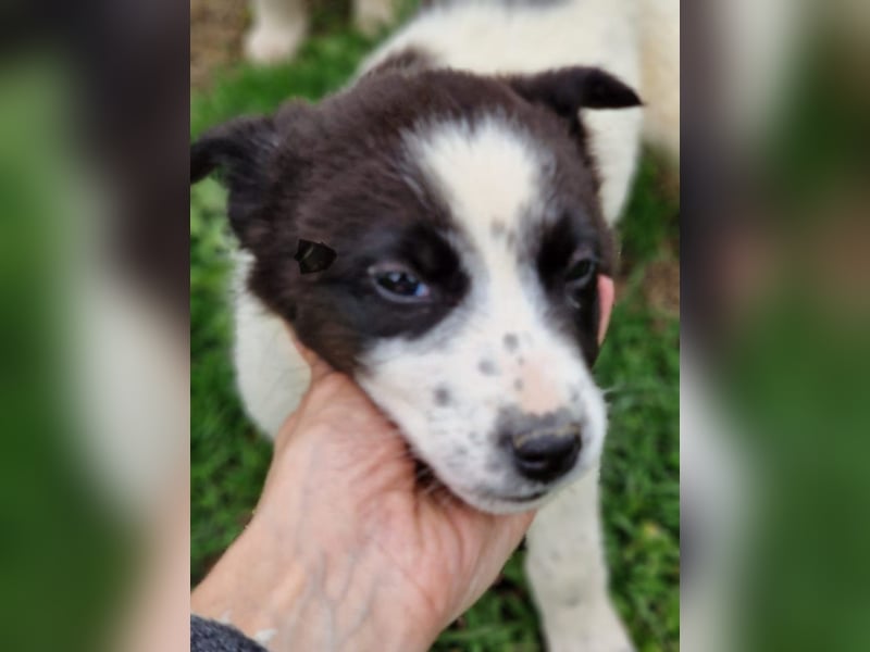 Dixie - eines unserer Regenbabys