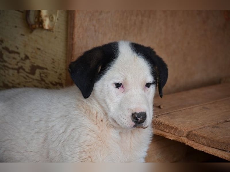 Panda - wo darf ich einziehen?