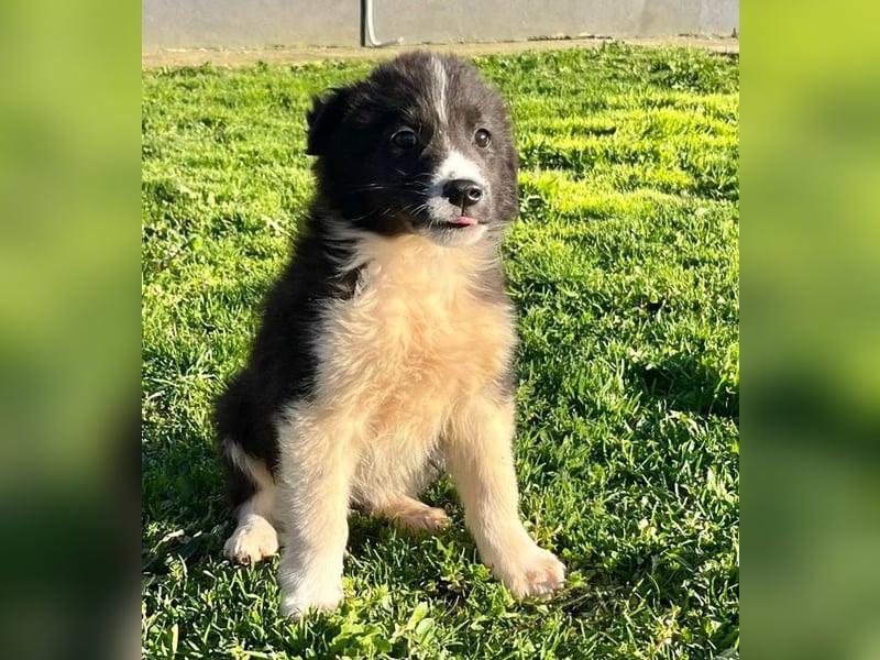 Dush - eines unserer Regenbabys